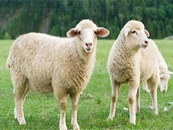 好羊是怎样炼成的？