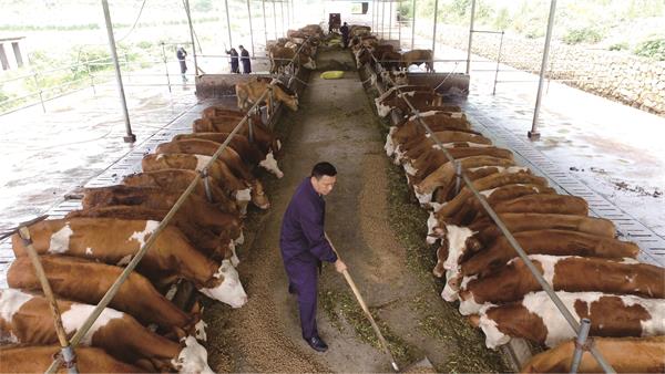 牛肉价格“一路涨”这是为哪般？