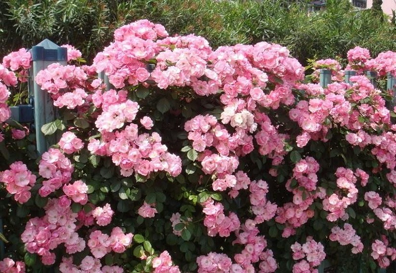 蔷薇花