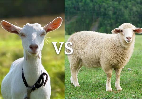山羊VS绵羊
